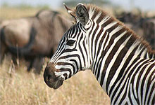 Zebras form part of the Wildebeest Migration