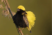 Yellow Crowned Bishop