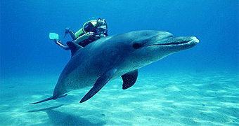 Zanzibar Dolphin Watching