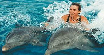 Dolphin Watching 