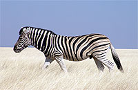 Etosha National Park Zebra