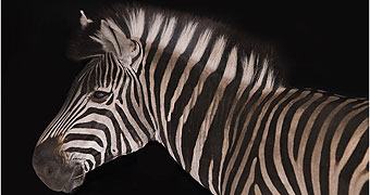 Nairobi National Park
